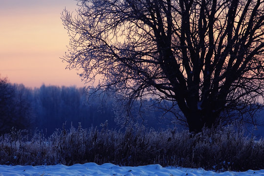 winter night photo