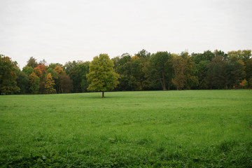 early autumn landscape in park with field and tree