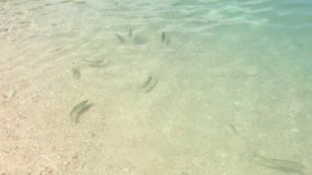 Tinche e cavedani nel lago di Fiastra -Macerata - Italia
