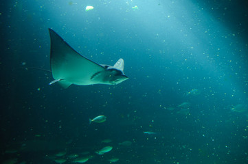 Big grey manta ray swimming in the deep ocean