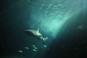 Fototapeta premium White shark flaoting in the deep ocean