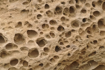 Fossil of underwater sea spong coral reef