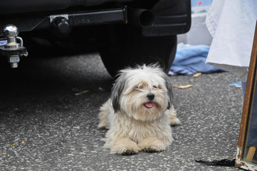 Shih Tzu cute puppy laying down in flea market