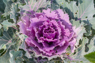 Obraz premium Close up Decorative cabbage or kale..
