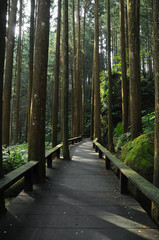 Fototapeta premium Pine trees forest with wooden walk way into deep forest