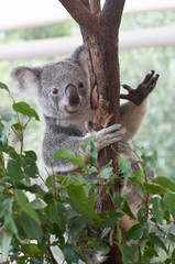 Australian Koala climbing gumtree