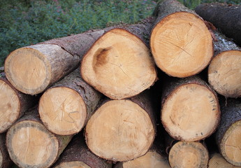 Holzstapel mit frisch gerodeten Fichtenbäumen