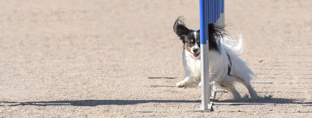 Papillon doing slalom in agility competition. Sized to fit for cover image on popular social media...