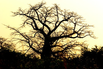 Albero africano