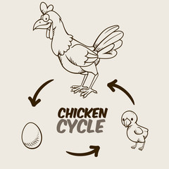 Chicken cycle