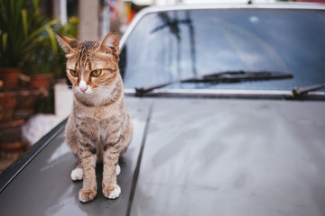 Tiger Cat sitting near on car,focused cat face