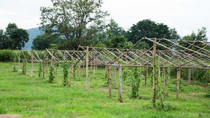 art rural landscape