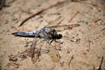 Close up of Tiger dragonfly in the nature