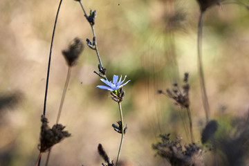 flower of cichory