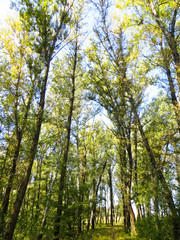 Looking up in a forest on autumn