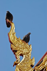 Birds on top of Naga dragon golden statue in Northen Thailand temple