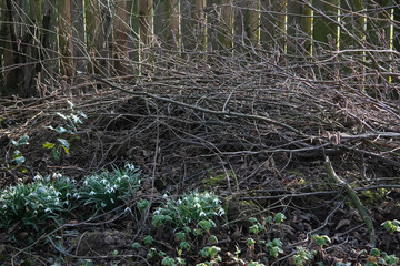 Reisighaufen im Naturgarten