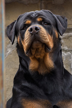 the dog breed Rottweiler with serious look
