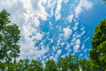 自然のフレーム