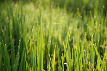 Fresh lawn of green grass in bright summer morning