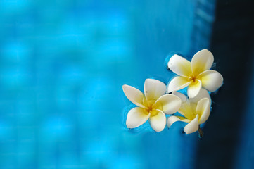White frangipani plumeria flowers floating on blue water in arom