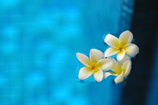Fototapeta White frangipani plumeria flowers floating on blue water in arom