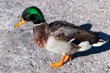 Male Mallard Duck