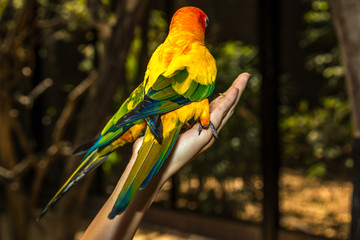 Inséparable © jeanmi974