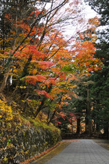 Romantic magical vibrant maple trees trail in Sendai Japan