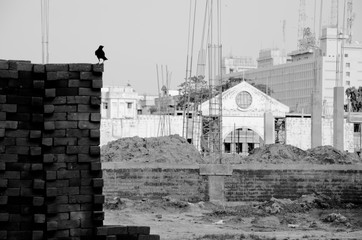 Crow resting on stack of bricks in construction site