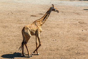 Girafe