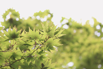 green leaves background, filter effect