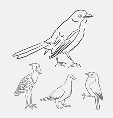 Bird animal drawing. Good use for symbol, logo, web icon, mascot, sticker, decoration element, object, or any design you want.