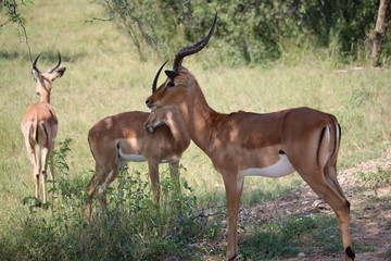 Naklejka premium Herd of black faced impala in Etosha National Park, Namibia Africa 