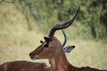 Portrait of Black nosed impalas in Etosha National Park in Namibia, Africa