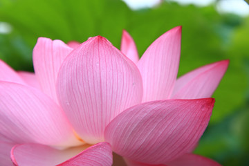 Close up of Lotus flower