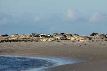 Robben und Seehunde auf der Sandbank im Wattenmeer