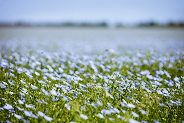 Blue flax field flowers