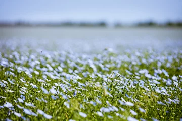 Foto op Plexiglas Platteland Blauwe vlasveld bloemen