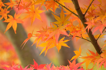 Naklejka na ściany i meble Landscape of Japanese Autumn Maple Leaves