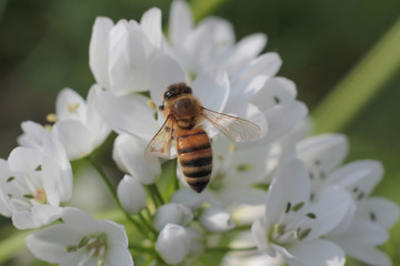 Ape su un fiore bianco 