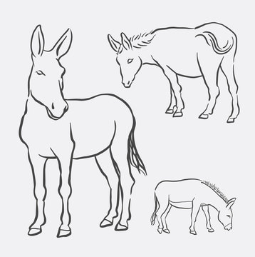 Donkey pet mammal animal drawing. Good use for symbol, logo, web icon, mascot, decorative element, object, sign or any design you want.