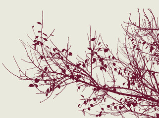 tree branches in the autumn season