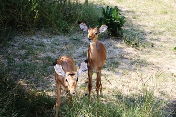 Steenbok in Bwabwata National Park in Namibia, Africa