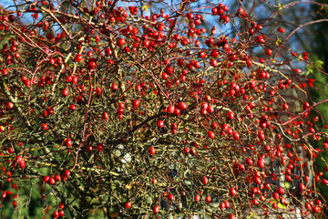 Krzak dzikiej róży © rafaello