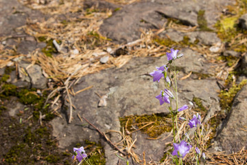 Harebell flower on rock