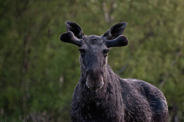 Looking Moose