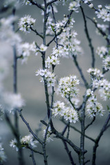Apple Tree flowering in Spring