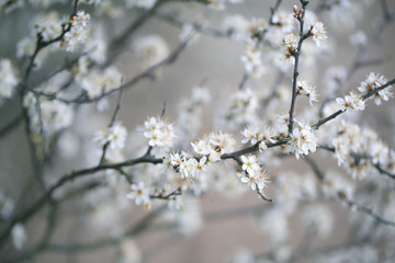 Apple Tree flowering in Spring