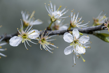 Apple Tree flowering in Spring